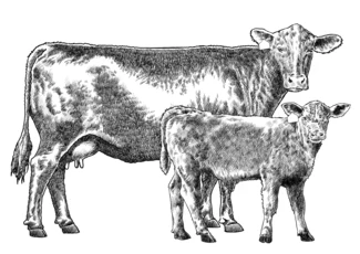 Cow and Calf Illustration